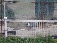 DSCF6061