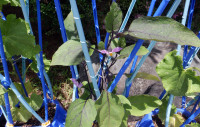 DSCF6135