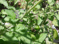 DSCF6136