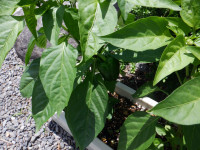 DSCF6137