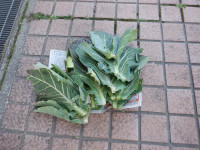DSCF4694