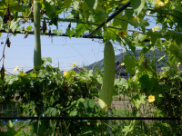 DSCF1575